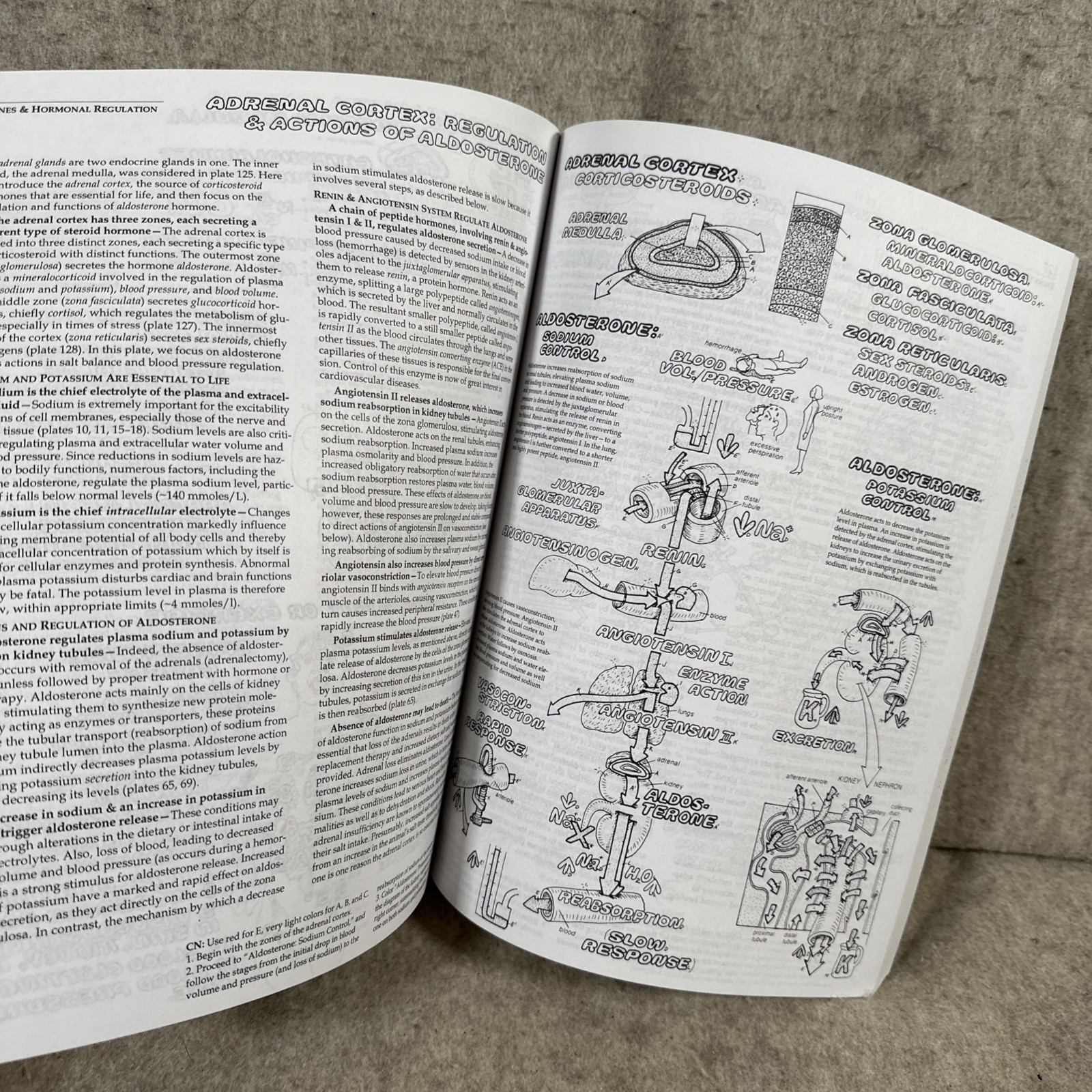The Physiology Coloring Book (2nd Edition) – Paperback