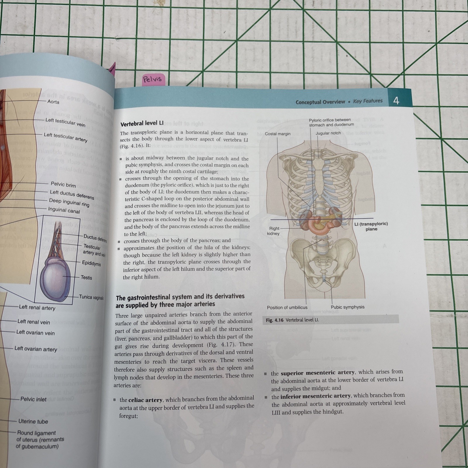 Gray&rsquo;s Anatomy Ser.: Gray&rsquo;s Anatomy for Students by A. Wayne Vogl, Adam W. M….