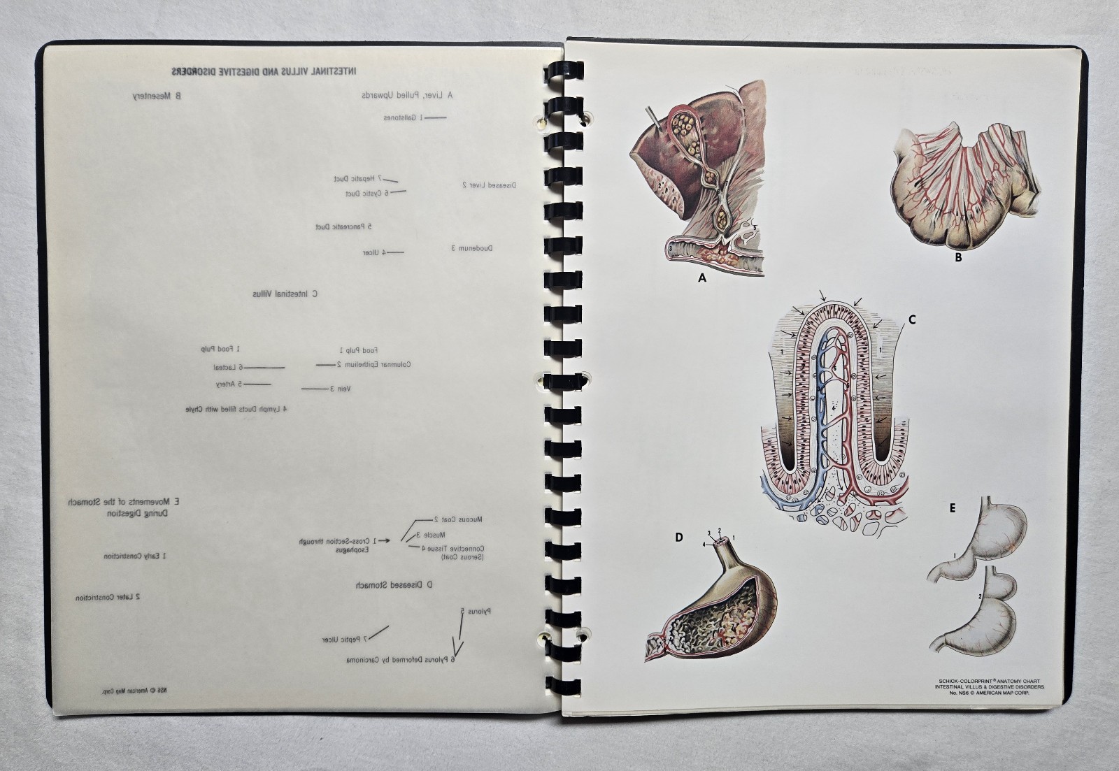 Schick Notebook Charts Human Anatomy Softcover Spiral Bound Book (1987)