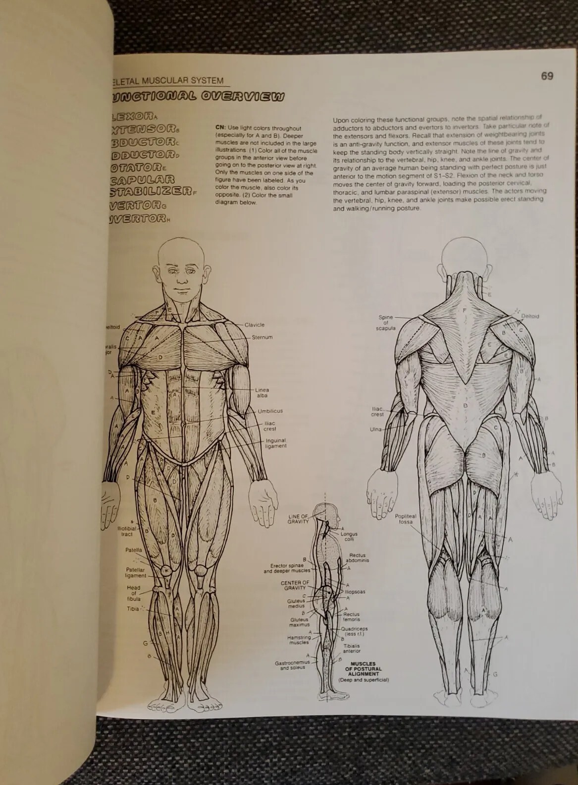 The Anatomy Coloring Book by Wynn Kapit / Lawrence M. Elson [English] Pearson