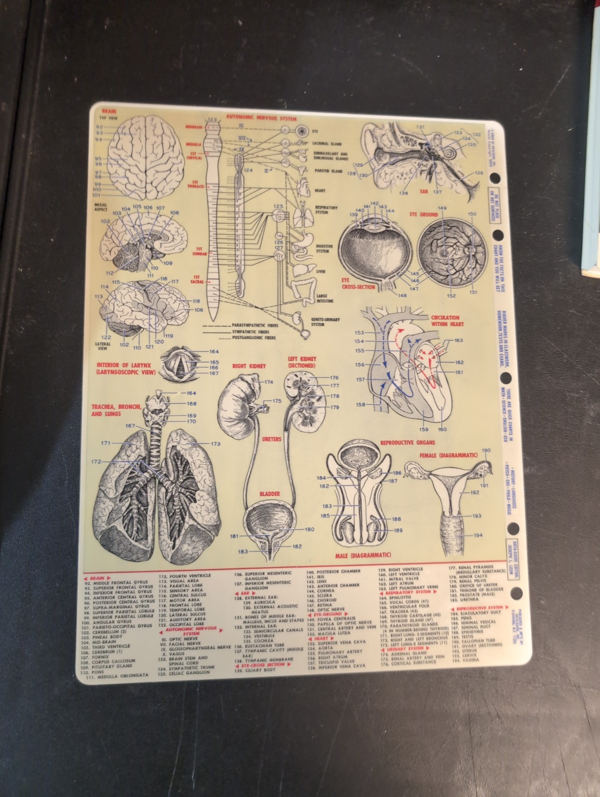 Anatomy (Quickstudy Reference Guides, 1969) Vintage