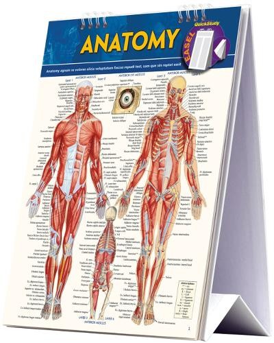 Vincent Perez Anatomy Easel (Spiral Bound) (UK IMPORT)