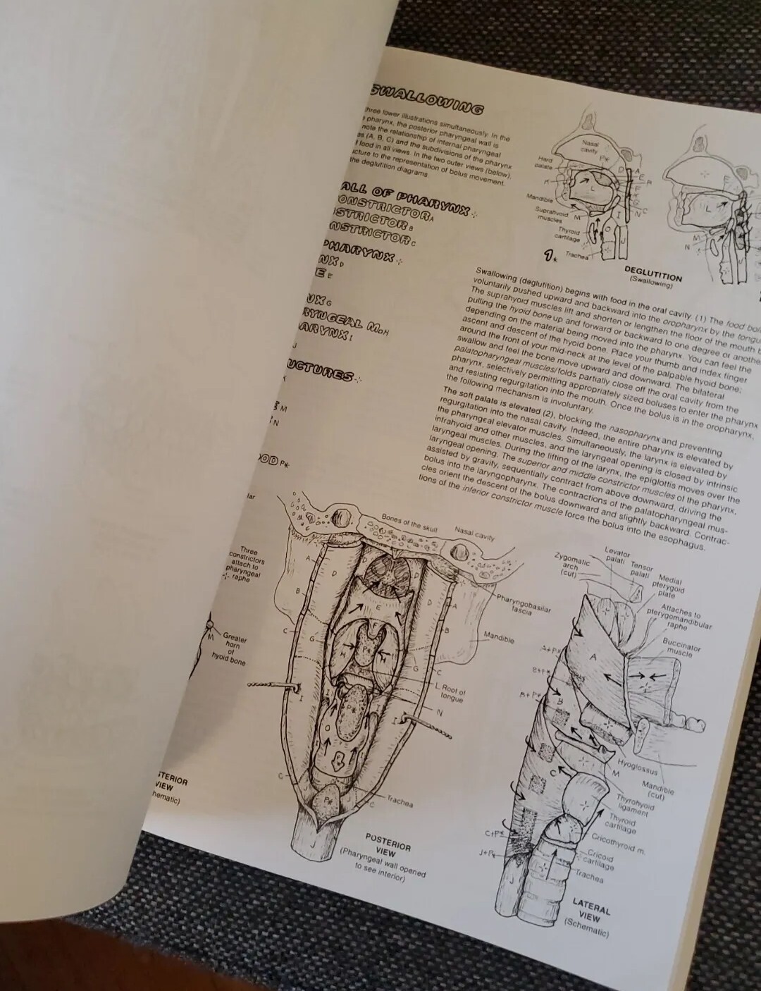 The Anatomy Coloring Book by Wynn Kapit / Lawrence M. Elson [English] Pearson