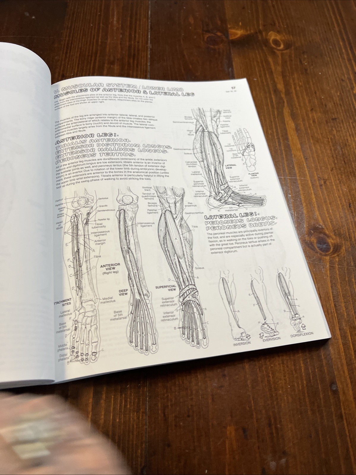 The Anatomy Coloring Book, Kapit, Wynn; Elson, Lawrence