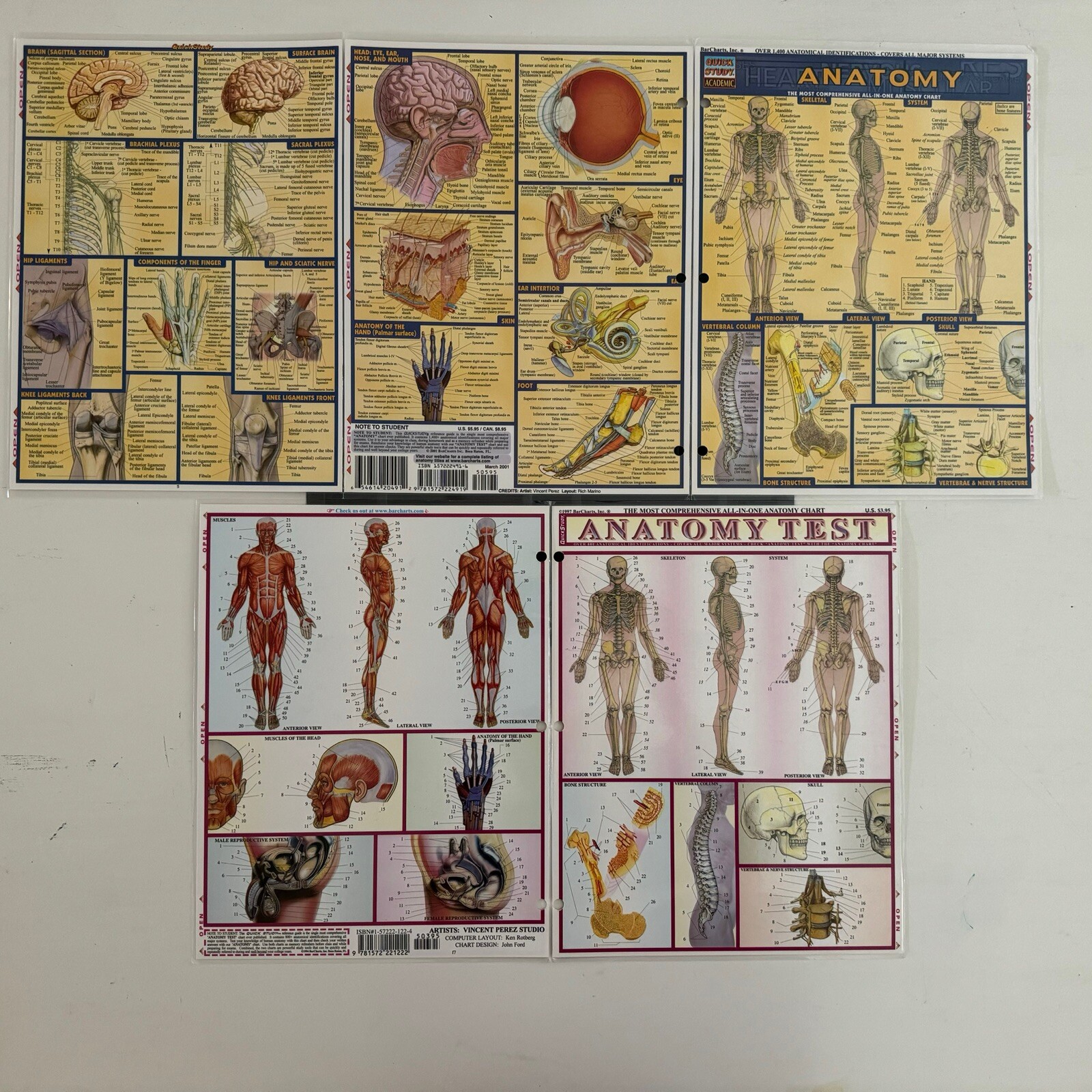QuickStudy Charts: Anatomy Study Guides All-In-One Reference Vincent Perez 1994