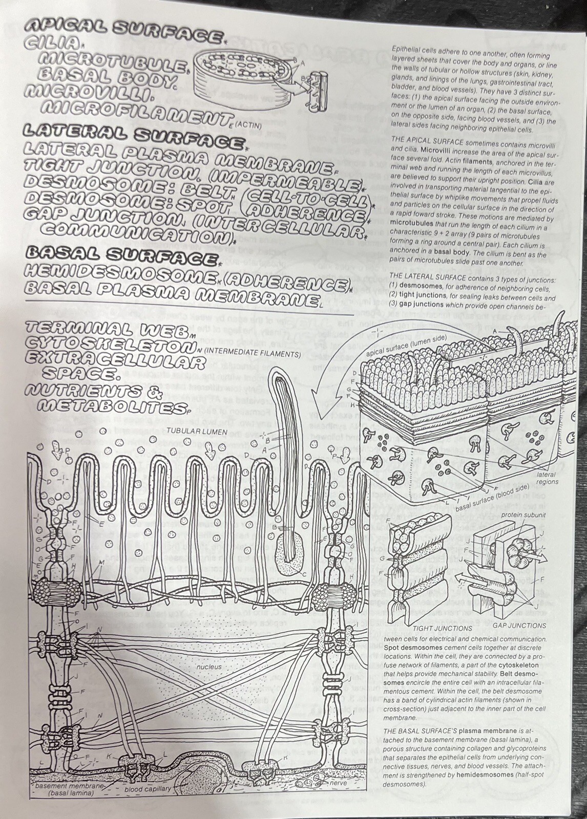 Physiology Coloring Book by Robert I. Macey, Wynn Kapit and Keith J. Karren…