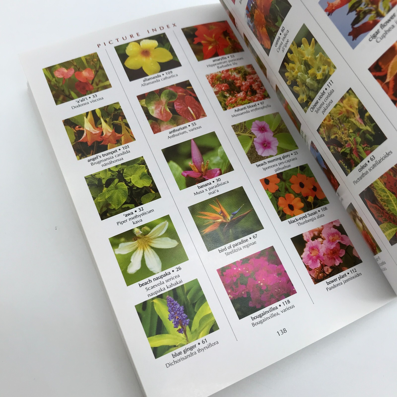 Flowers and Plants of Hawai&rsquo;i Book Pocket Guide by Paul Wood Paperback
