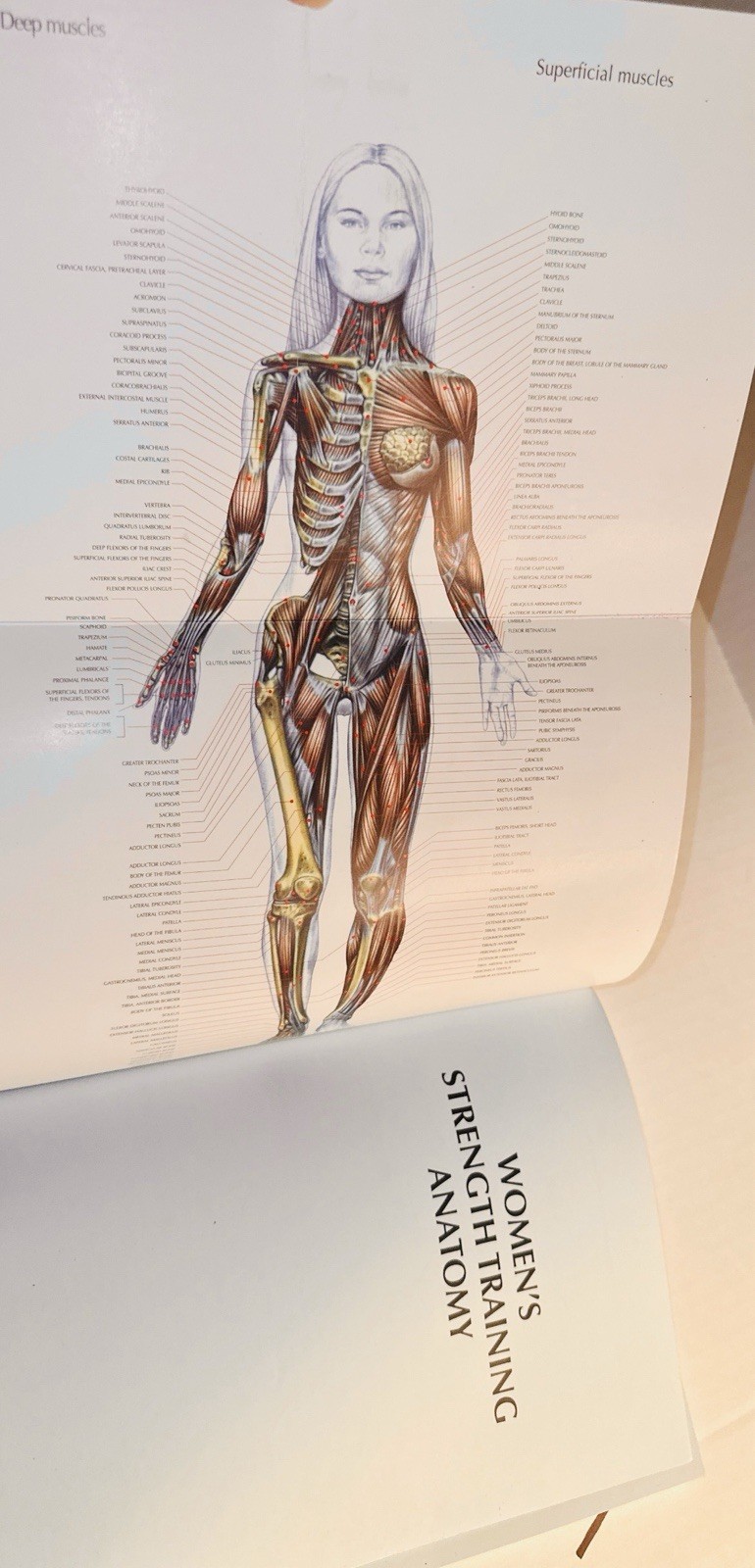 Women&rsquo;s Strength Training Anatomy – paperback Delavier, Frederic