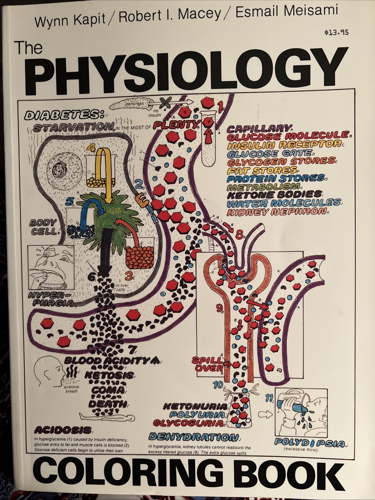 Lot of 2: The Anatomy (2nd Edition) & The Physiology Coloring Books