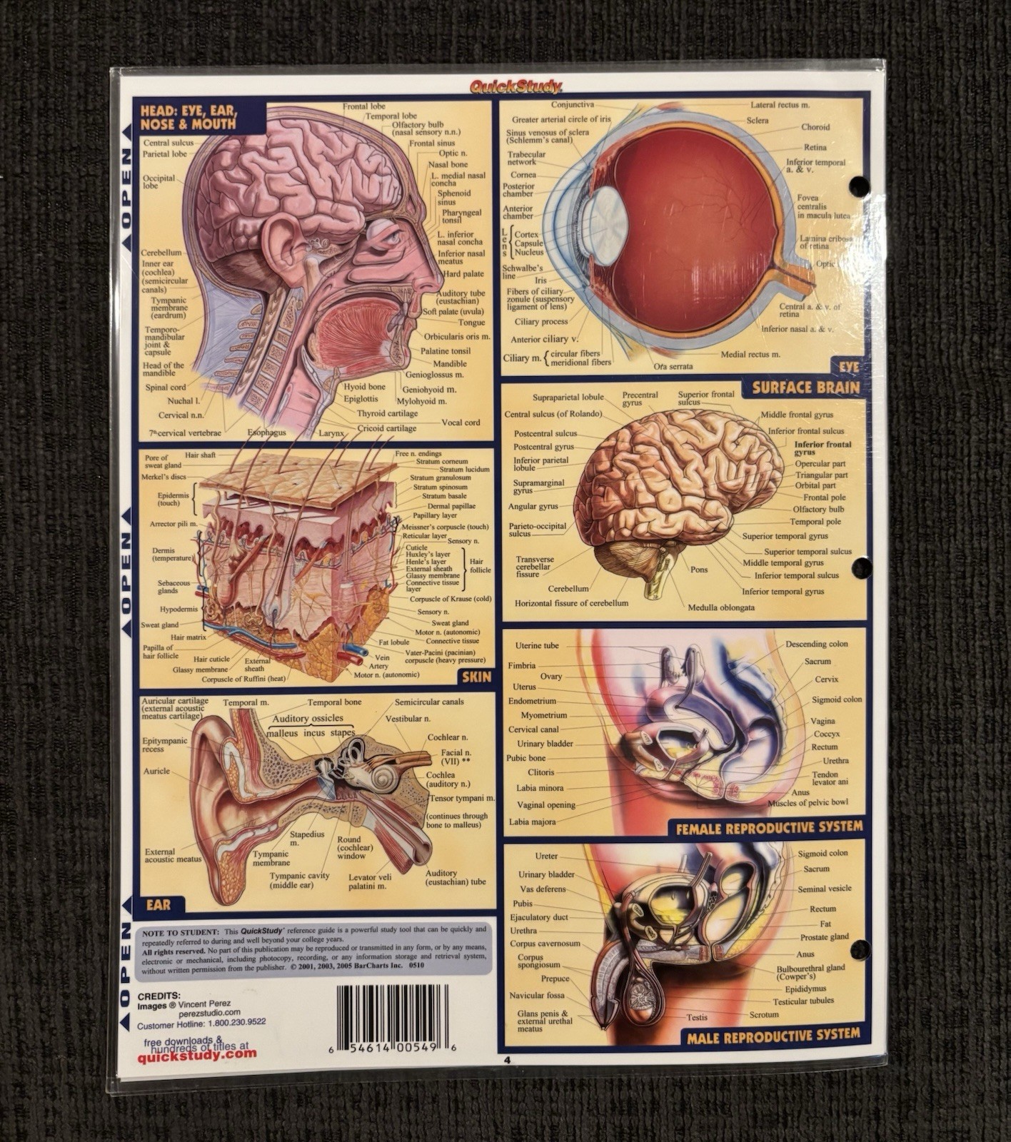 Anatomy Quick Study Study Guide By Vincent Perez