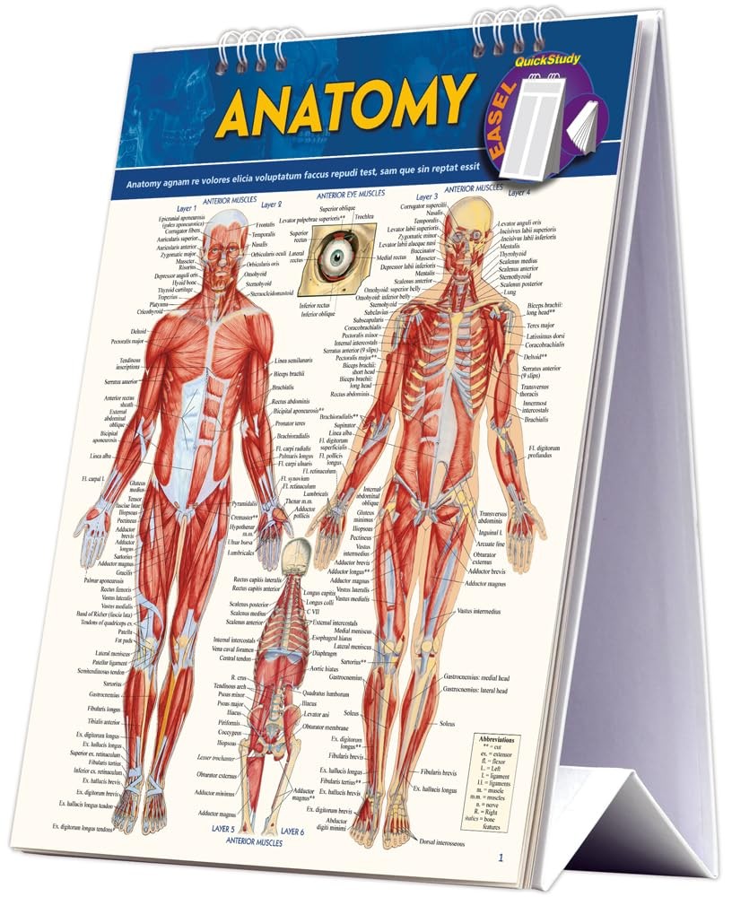 Anatomy Easel Book: a QuickStudy reference tool (Quick Study: Quizzer), Perez^;