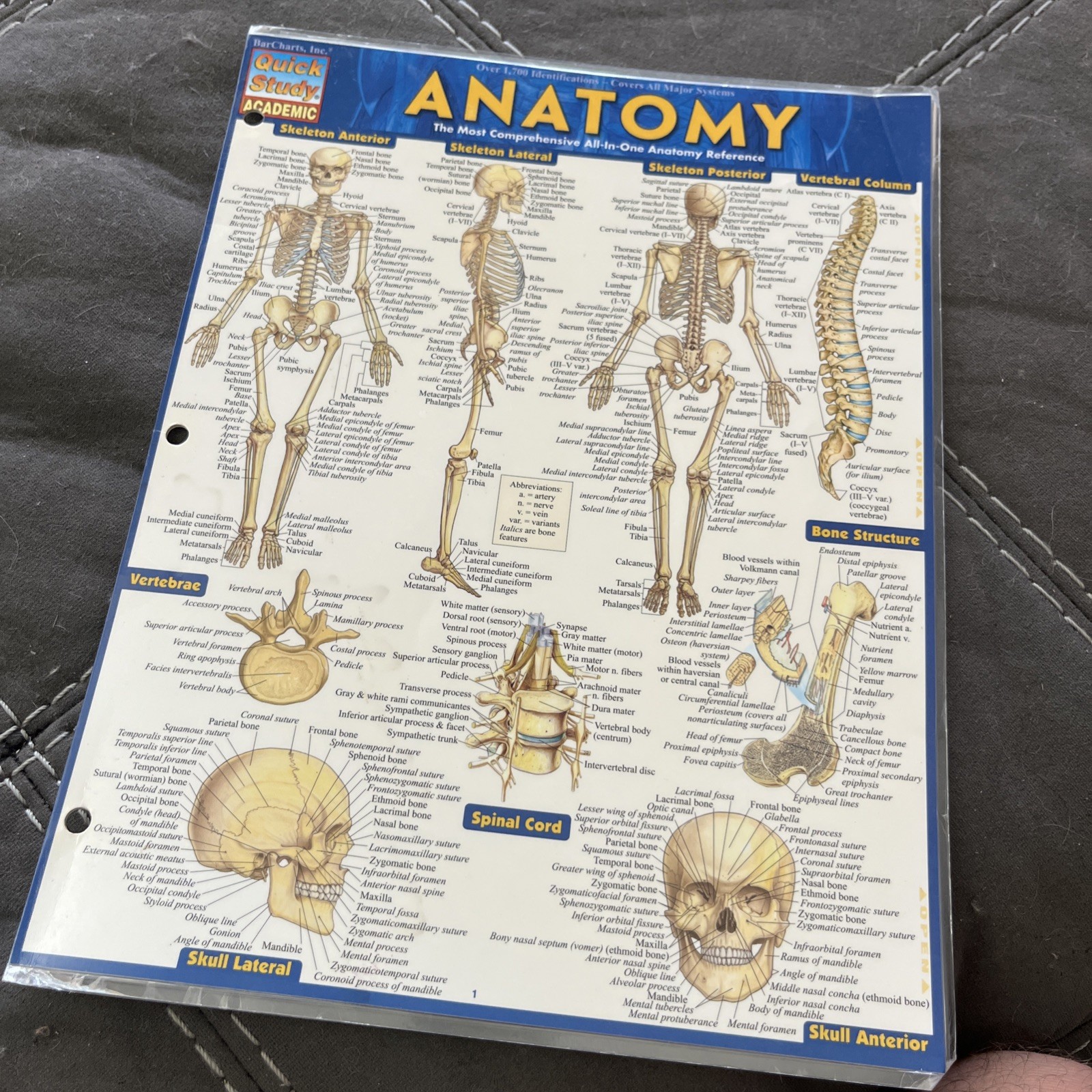 Anatomy : QuickStudy Laminated Reference Guide by Vincent Perez (2014