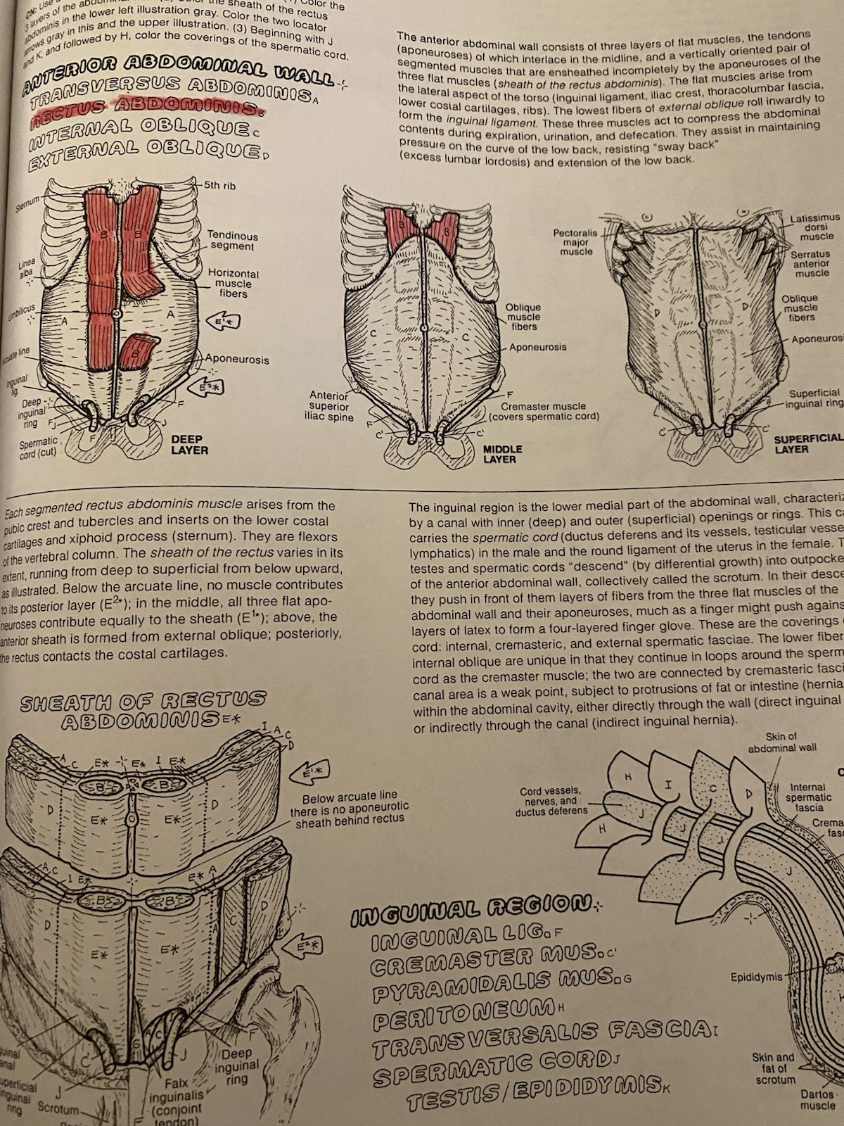 Anatomy Coloring Book by Wynn Kapit and Lawrence M. Elson (2001, Trade Paperback