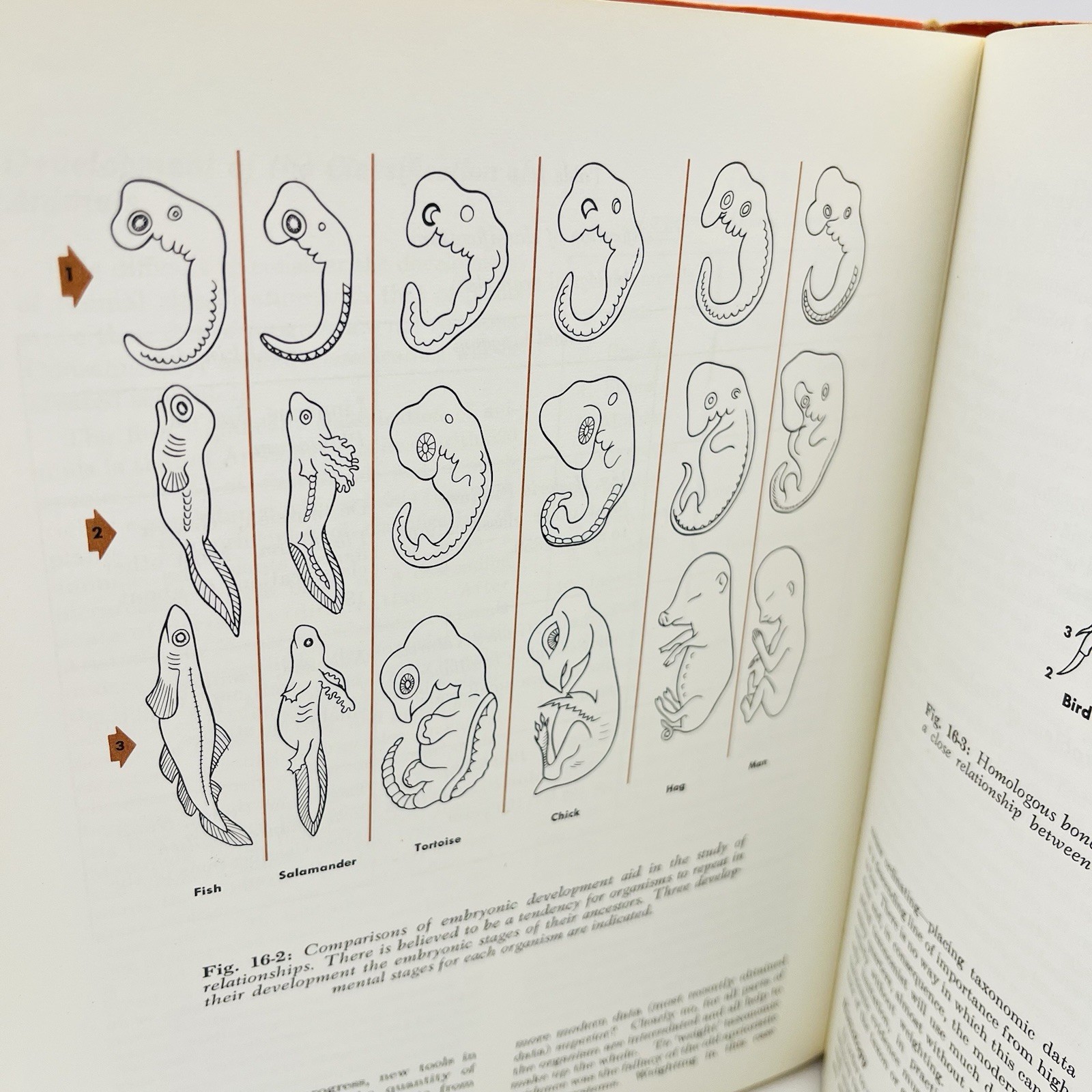 Biological Science Principles and Patterns of Life Holt Rinehart Winston Vintage