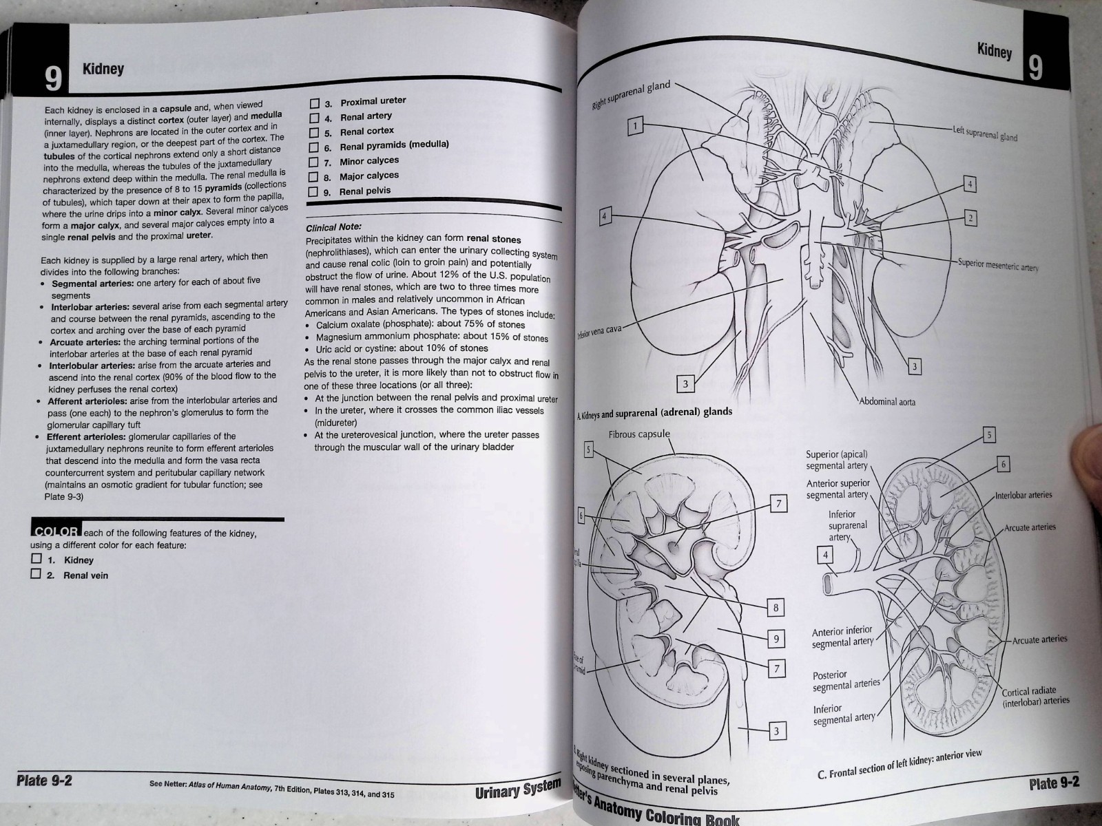 Netter&rsquo;s Anatomy Coloring Book by – John T. Hansen, 2nd Ed, Large Paperback 2018
