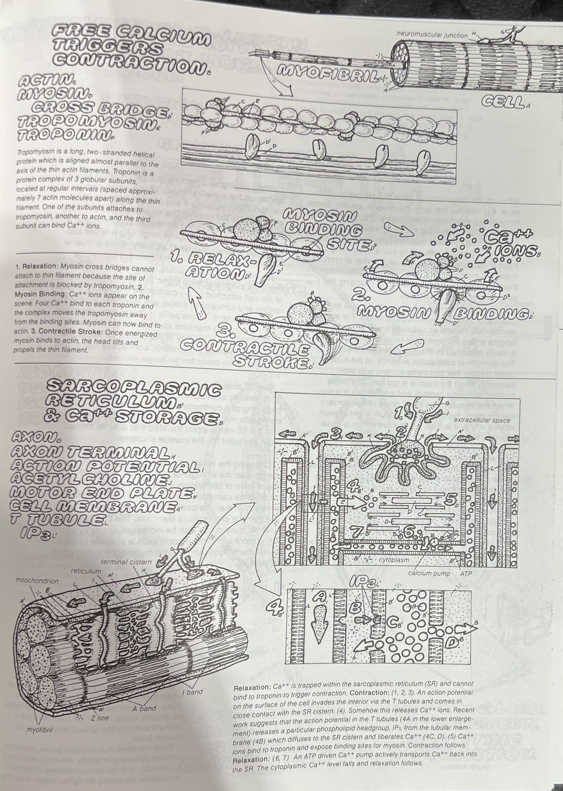 Physiology Coloring Book by Robert I. Macey, Wynn Kapit and Keith J. Karren…