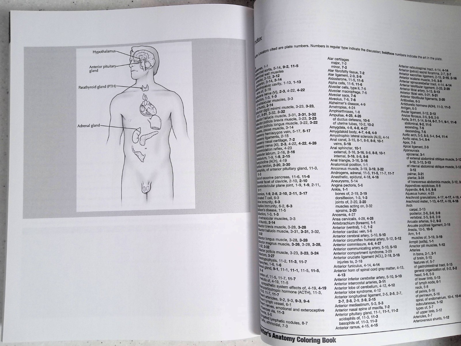 Netter&rsquo;s Anatomy Coloring Book by – John T. Hansen, 2nd Ed, Large Paperback 2018