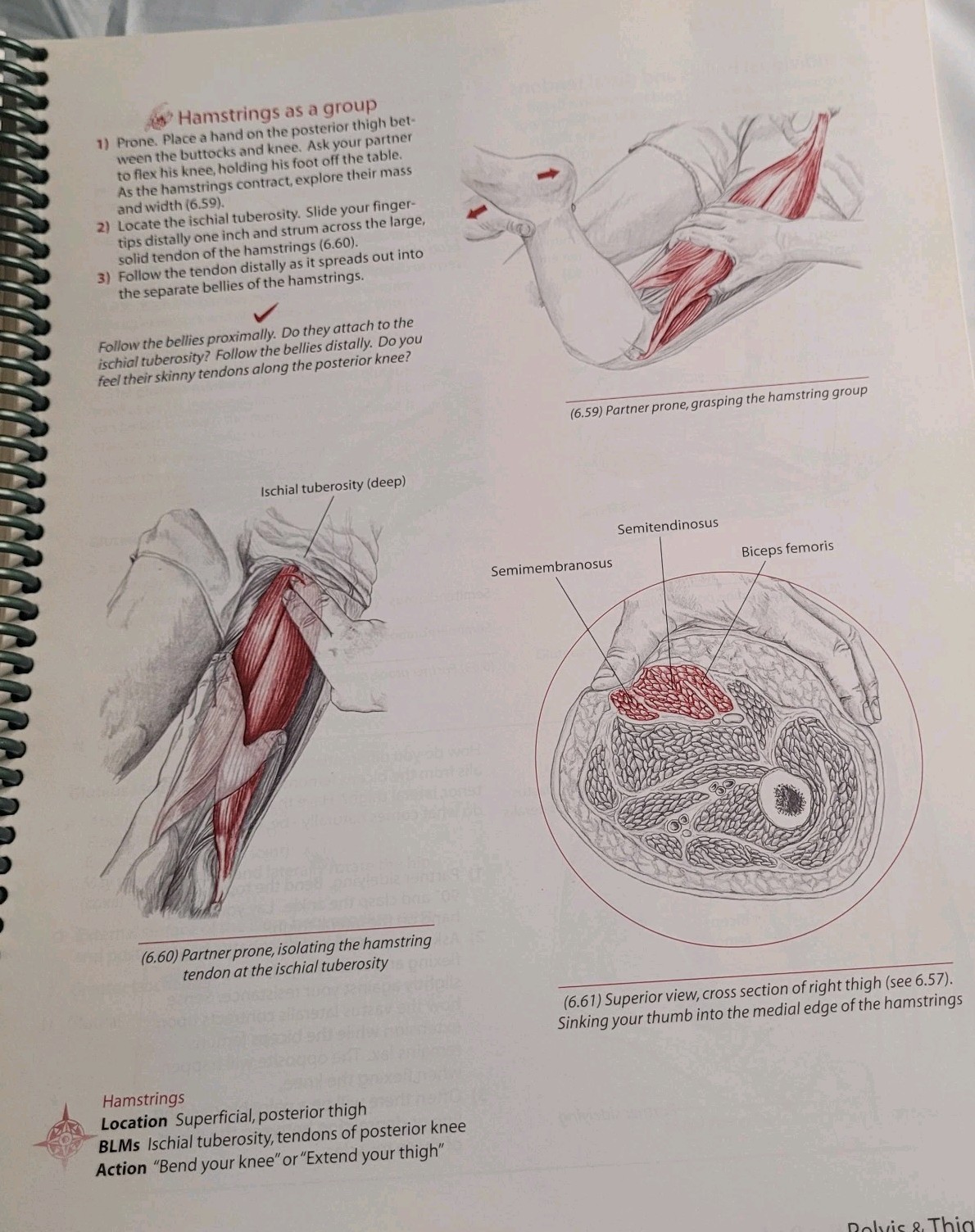 Trail Guide to the Body Andrew Biel 2001 Second Edition Anatomy Spiral-Bound