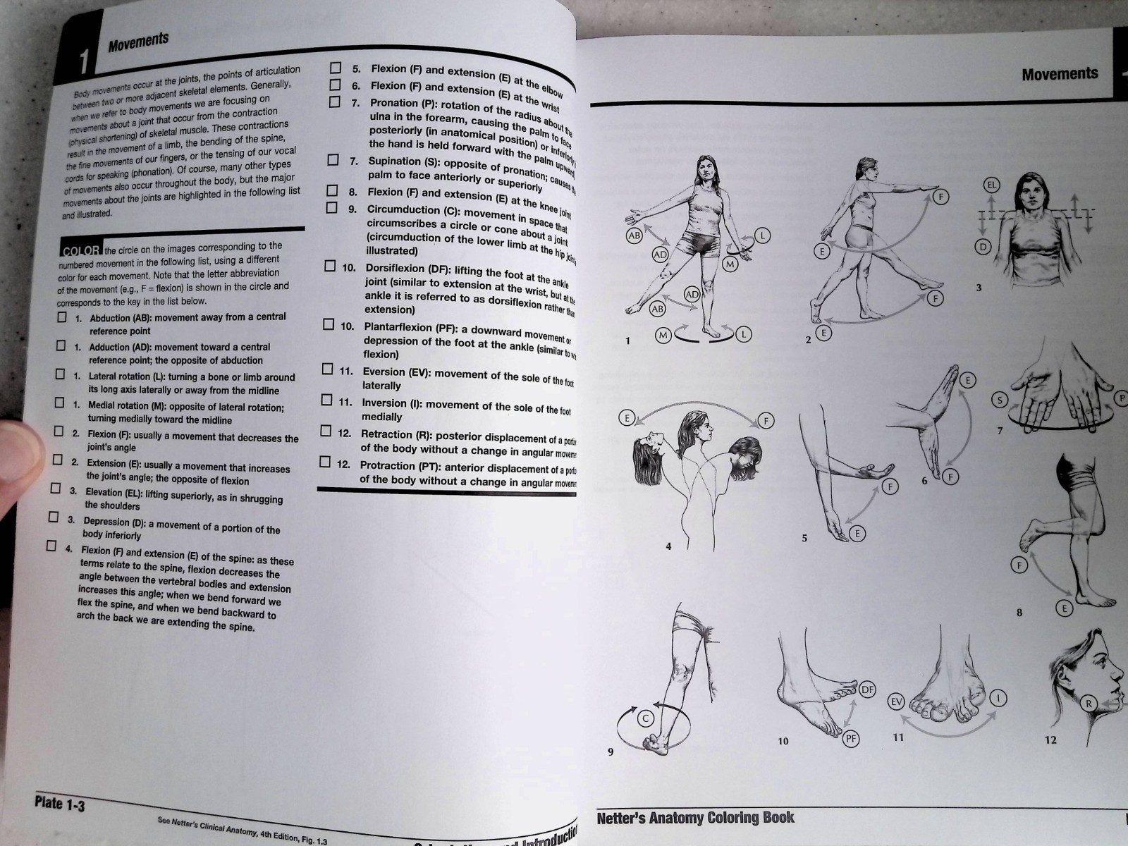 Netter&rsquo;s Anatomy Coloring Book by – John T. Hansen, 2nd Ed, Large Paperback 2018