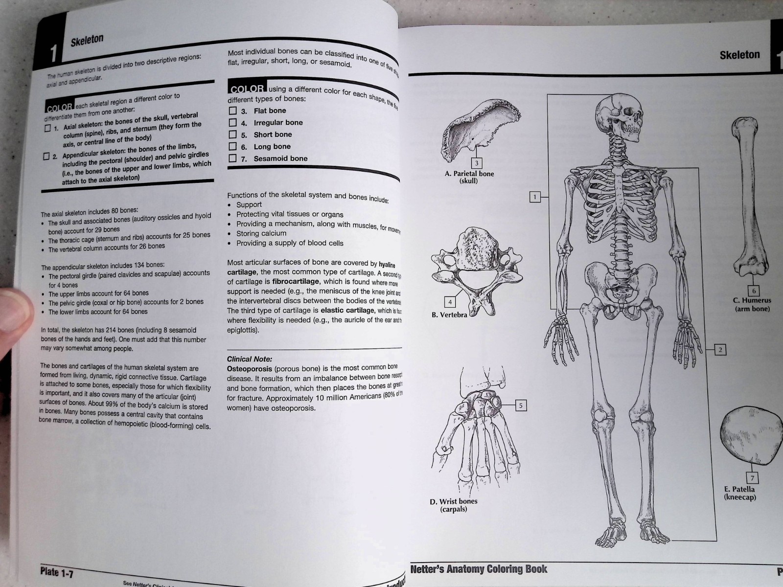 Netter&rsquo;s Anatomy Coloring Book by – John T. Hansen, 2nd Ed, Large Paperback 2018