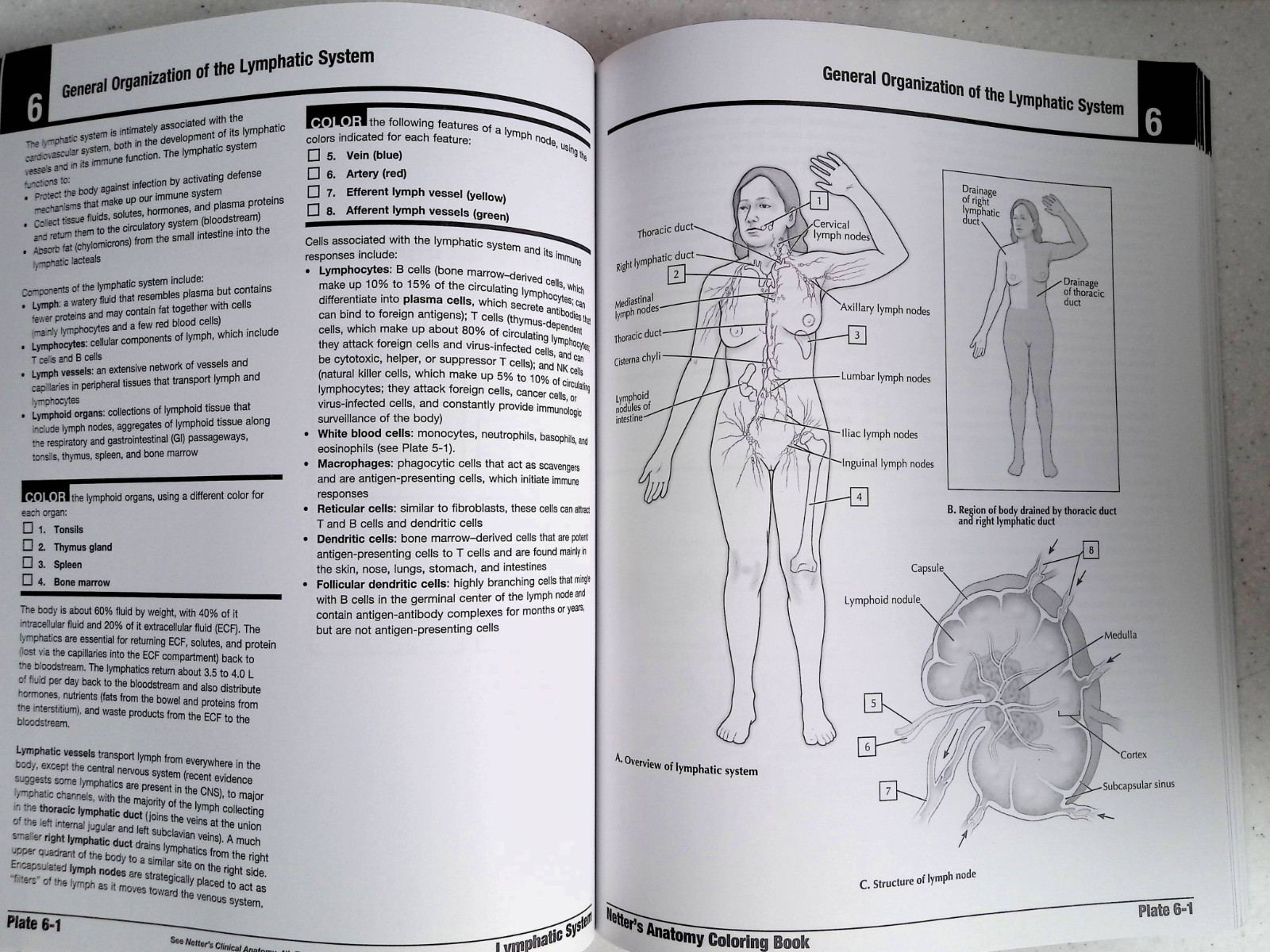 Netter&rsquo;s Anatomy Coloring Book by – John T. Hansen, 2nd Ed, Large Paperback 2018