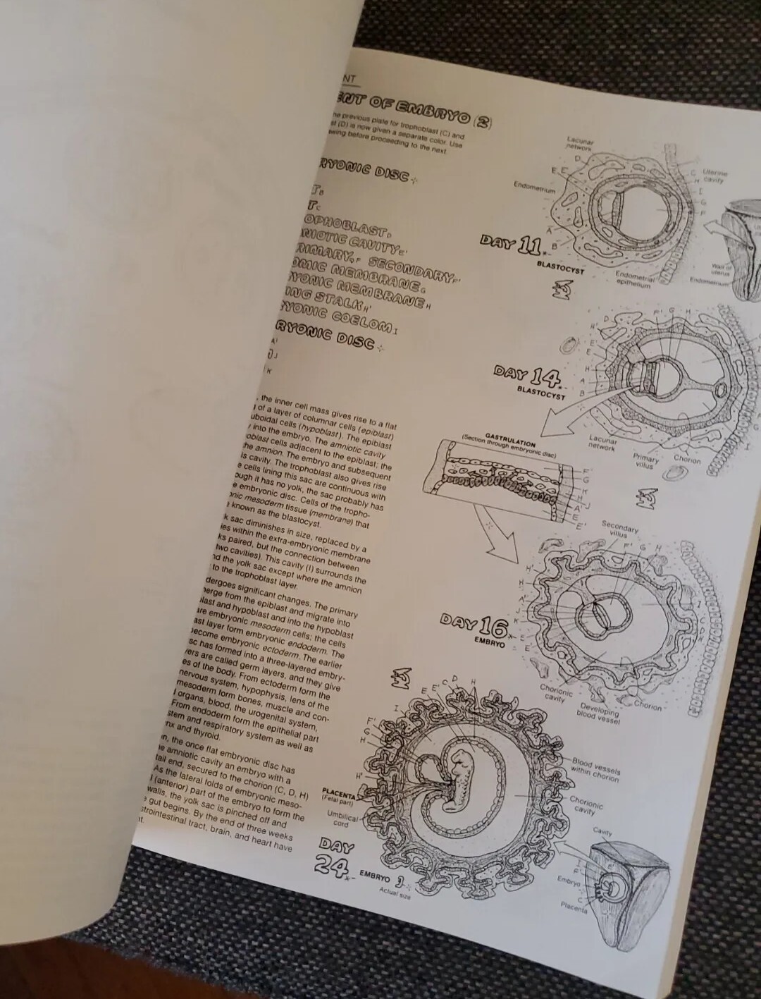 The Anatomy Coloring Book by Wynn Kapit / Lawrence M. Elson [English] Pearson