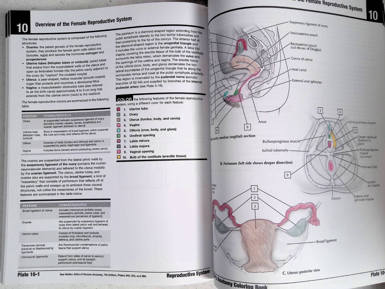 Netter&rsquo;s Anatomy Coloring Book by – John T. Hansen, 2nd Ed, Large Paperback 2018