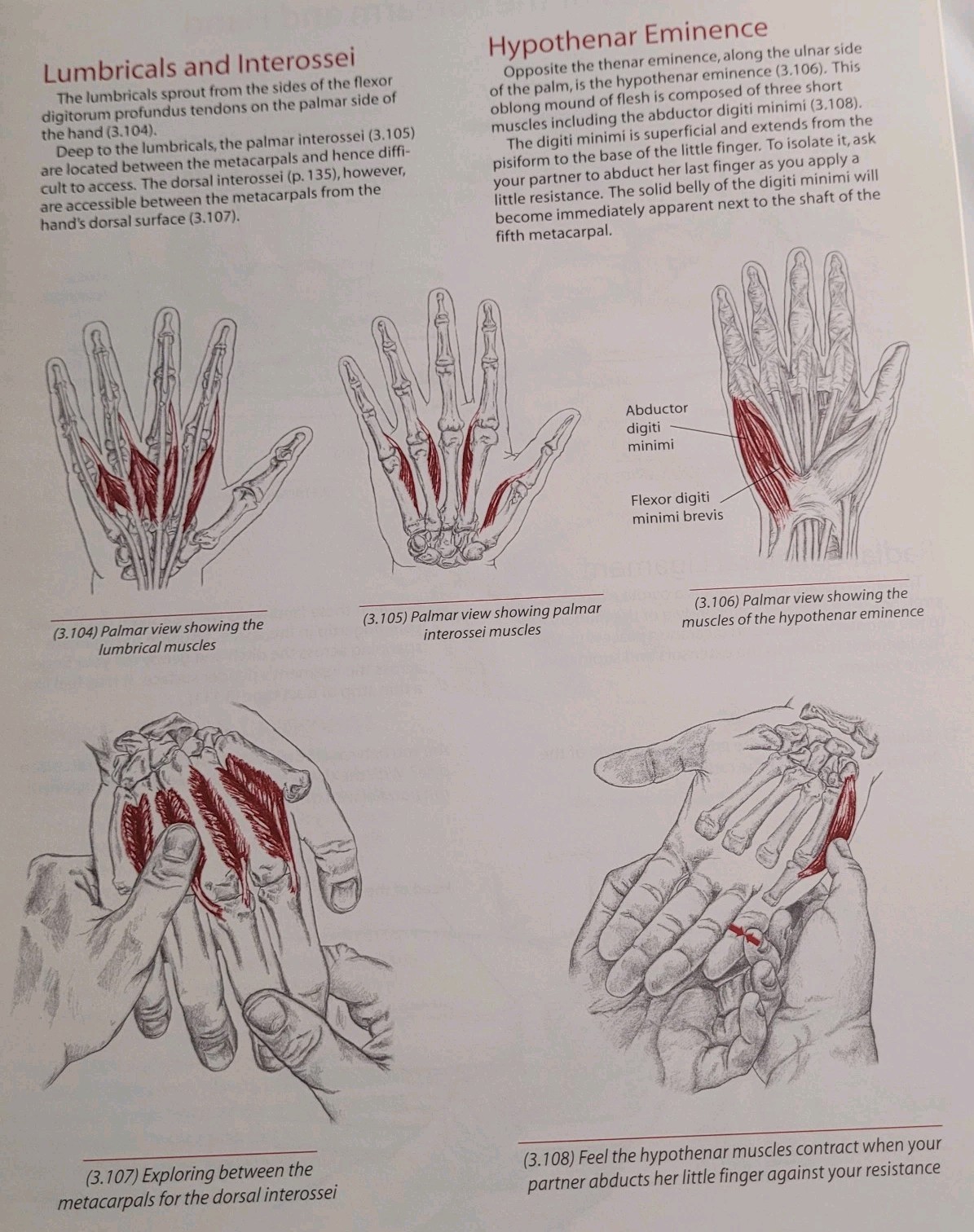 Trail Guide to the Body Andrew Biel 2001 Second Edition Anatomy Spiral-Bound