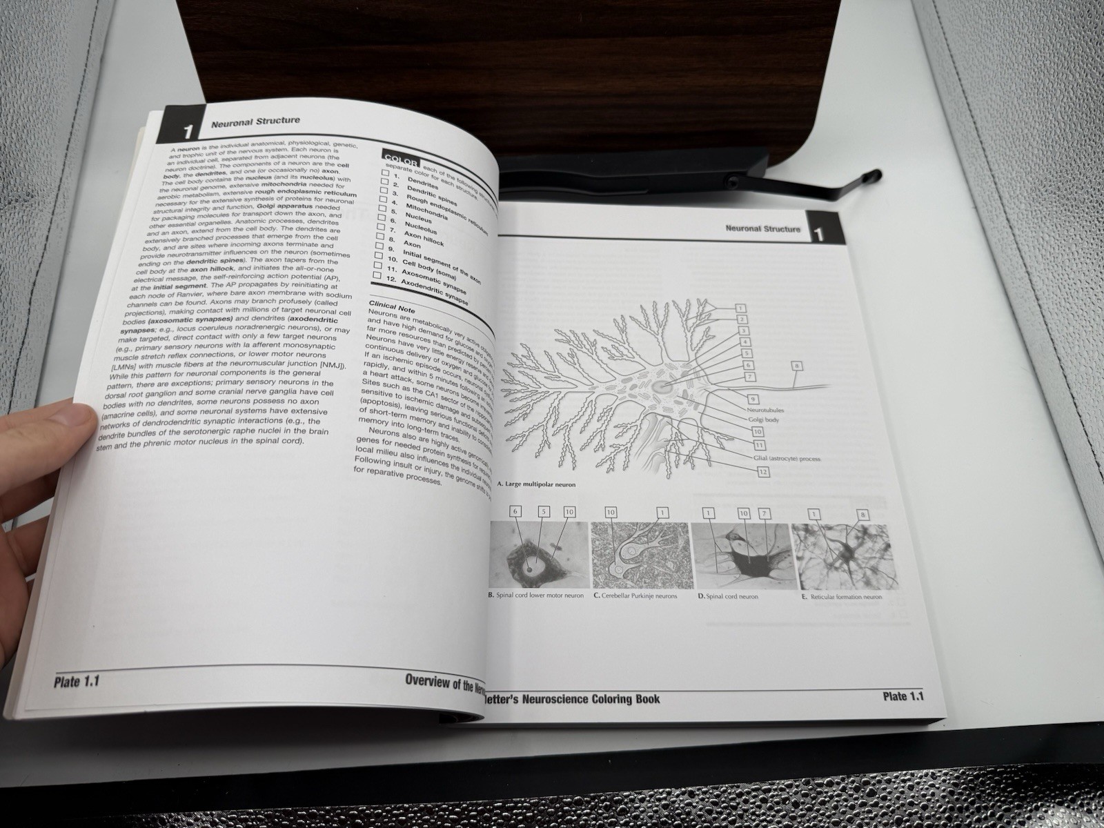 Netter&rsquo;s Neuroscience Coloring Book (Netter Basic Science) UNUSED SEE DESC