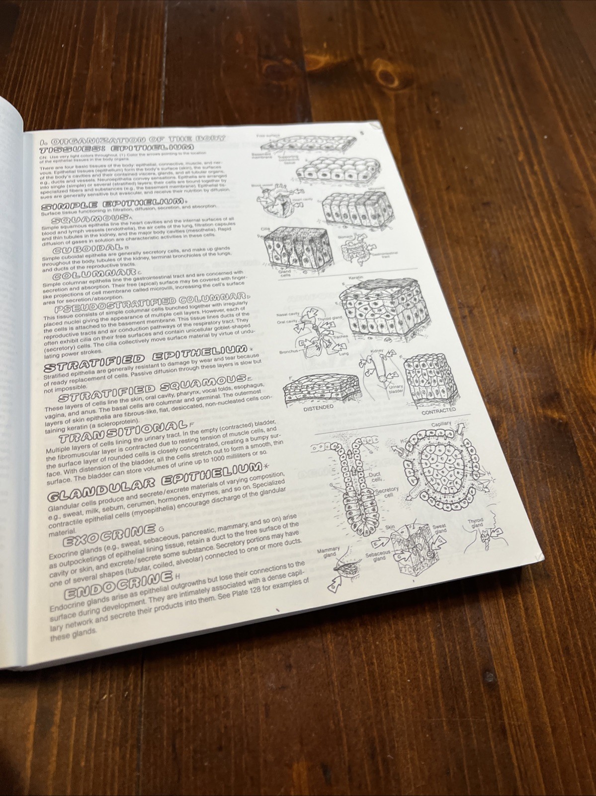 The Anatomy Coloring Book, Kapit, Wynn; Elson, Lawrence