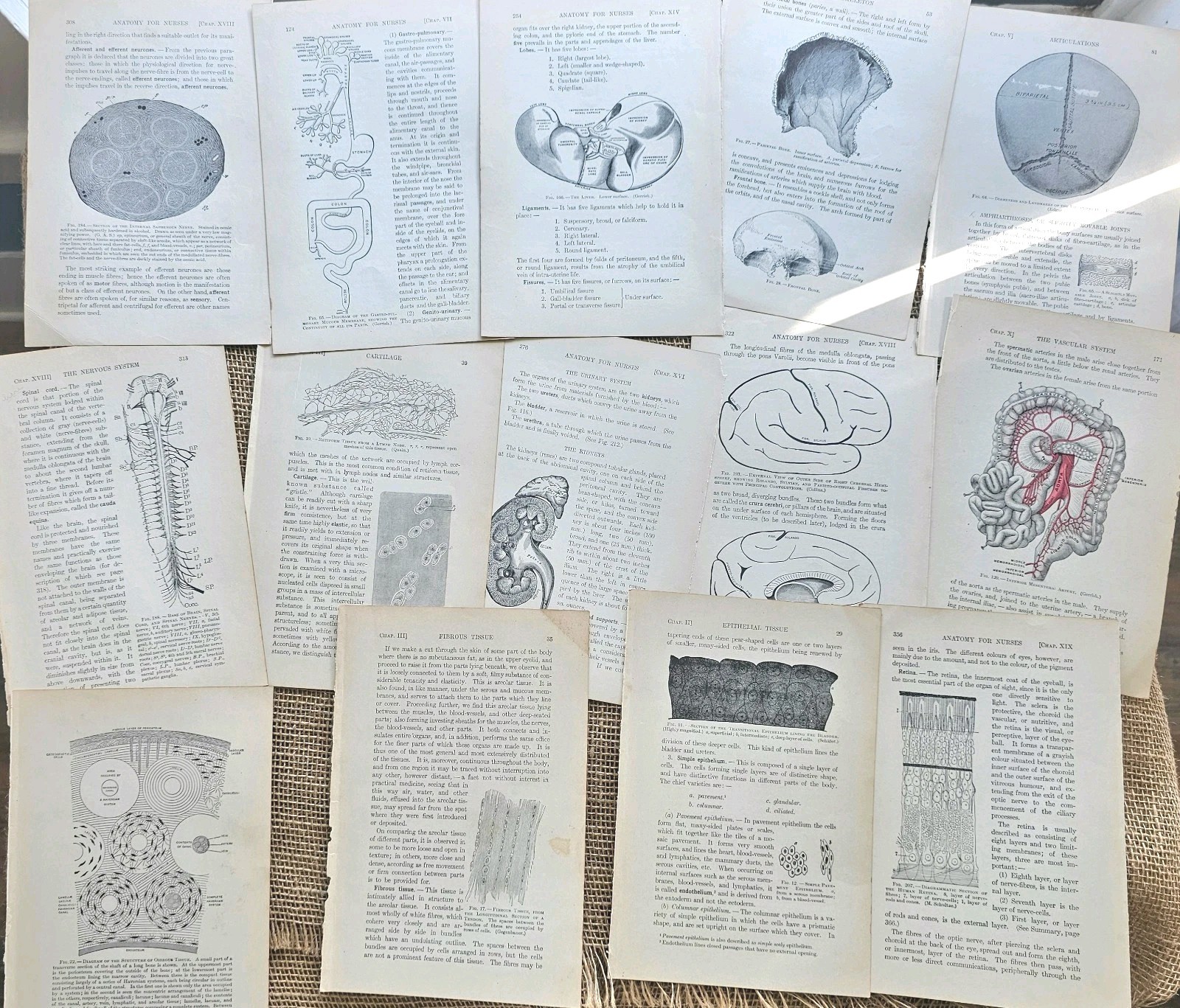 1913 Anatomy Medical Pages Diagrams 14 Pages 6&Prime;x8.5&Prime;